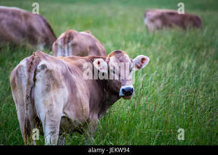 Cow (Swiss Braunvieh breed) standing on a green meadow with other cows grazing in the background. Stock Photo