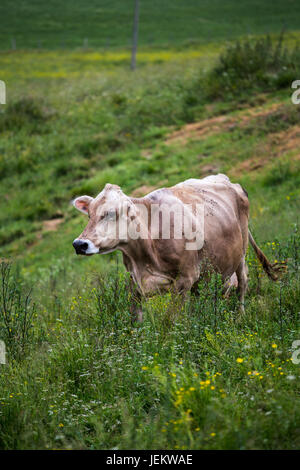 Cow (Swiss Braunvieh breed) walking on a green meadow. Stock Photo