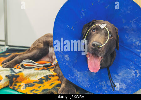 Chocolate Labrador in Vets Stock Photo