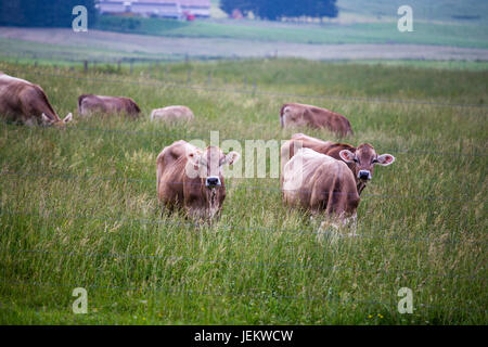 Cows (Swiss Braunvieh breed) standing on a green meadow with other cows grazing in the background behind a wire fence. Stock Photo