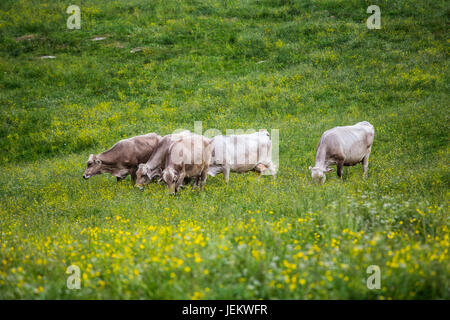 Group of cows (Swiss Braunvieh breed) grazing on a green meadow. Stock Photo
