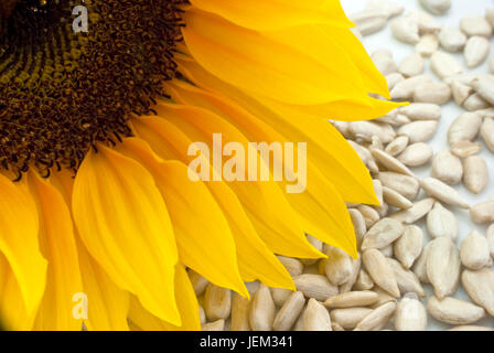 Close-up of a sunflower head with sunflower seeds scattered beneath it, on a white plate. Stock Photo