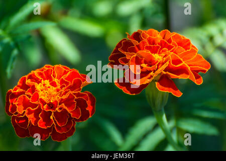 Flowers Marigolds in the garden Stock Photo