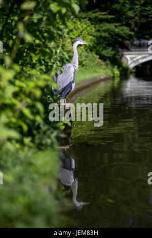 Grey Heron, Denmark Stock Photo