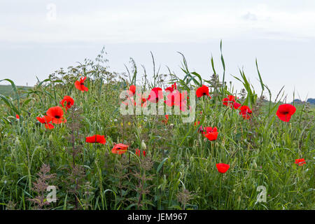 Poppies growing on the South Downs in East Sussex, England. Stock Photo