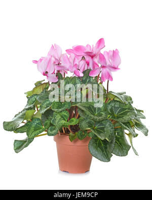 pink Cyclamen in front of white background Stock Photo