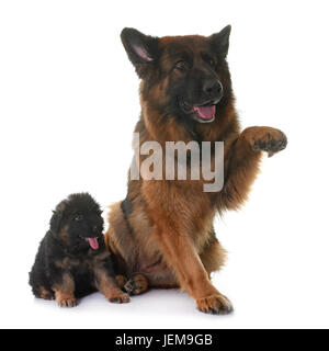 puppy and adult german shepherd in front of white background Stock Photo