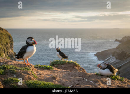 Puffins On Skomer Island golden hour. cinematic wildlife photography Stock Photo