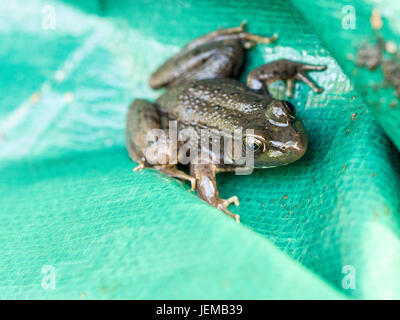 Green Frog in a Tarp: A green frog in the folds of a woven plastic tarp. Stock Photo