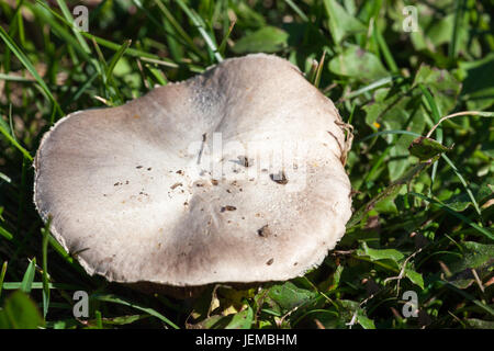 A flat top white mushroom grows in grass and weeds in summer sunshine. Stock Photo