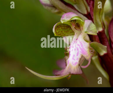 Close-up of Himantoglossum robertianum wild  orchid. It  is a member of the orchid family of wild flowers. It is known as the giant orhid. Stock Photo