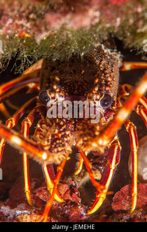 European Spiny Lobster (Palinurus elephas) in Illa Mateua, L'escala, Costa Brava, Catalonia Stock Photo
