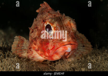 Small red scorpionfish (Scorpaena notata) in Illa Mateua, L'escala, Costa Brava, Catalonia Stock Photo