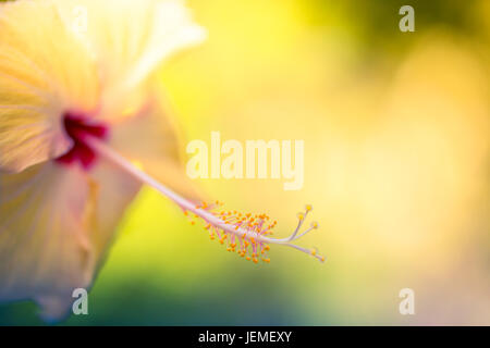 Yellow hibiscus flower under sunshine with blurred bokeh background. Tranquil tropical flowers background concept. Copy space, exotic flowers banner Stock Photo