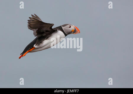 Atlantic Puffin (Fratercula arctica), adult in flight Stock Photo