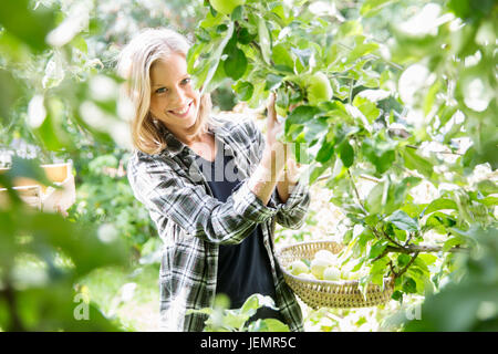 Smiling young woman picking apples Stock Photo