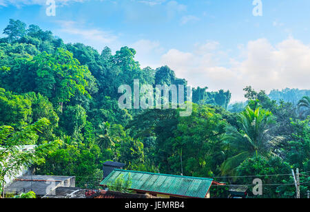 The lush jungle forest on the hill in Kandy, Sri Lanka. Stock Photo