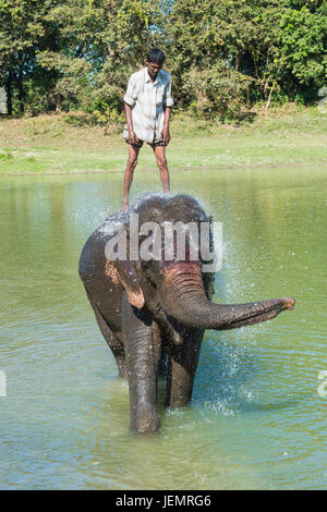 Mahout standing on the back of his Indian elephant (Elephas maximus indicus) and taking a bath in the river, Kaziranga National Park, Assam, India Stock Photo