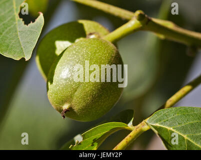 Walnuts (juglans regia) growing on Tree, Northern Italy Stock Photo
