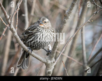 Red-winged blackbird Stock Photo