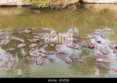 herd of hippos swimming in mara river at africa Stock Photo