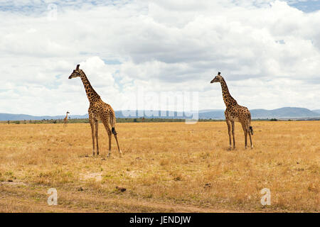 group of giraffes in savannah at africa Stock Photo