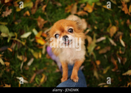 Chihuahua dog standing on its hind legs leaning on a woman's leg Stock Photo