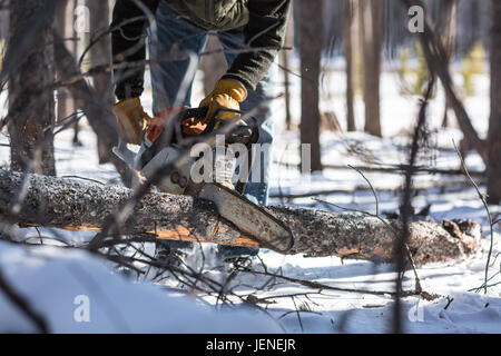 Man cutting firewood with chainsaw in winter Stock Photo