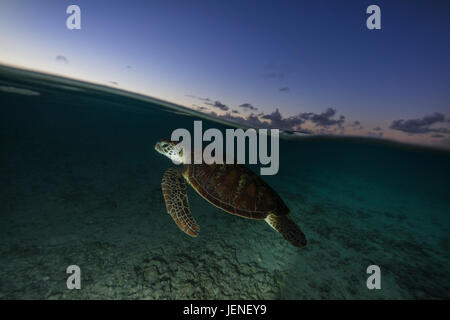 Green sea turtle swimming over coral reef, Lady Elliot Island, Queensland, Australia Stock Photo