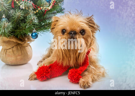 Dog breed Brussels Griffon and a Christmas tree Stock Photo