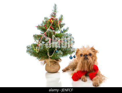 Dog breed Brussels Griffon and a Christmas tree Stock Photo