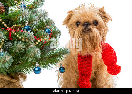 Dog breed Brussels Griffon and a Christmas tree Stock Photo