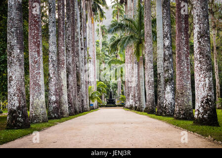 Palm Trees at Jardim Botanico, Rio de Janeiro Stock Photo