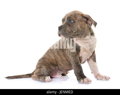 puppy american staffordshire terrier in front of white background Stock Photo