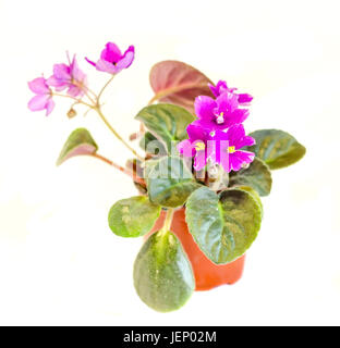 Violet Saintpaulias flowers, commonly known as African violets, Parma violets, close up, isolated, white background. Stock Photo