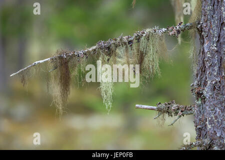 Moss on branch Stock Photo