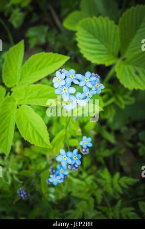 Forget me not. Blue flowers in spring garden. Vertical photo with selective focus Stock Photo