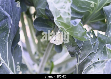 Cabbage White Butterfly laying eggs on the leaves of a brussel sprout plant. Plant already has damage due to the moth's caterpillar who eats members o Stock Photo