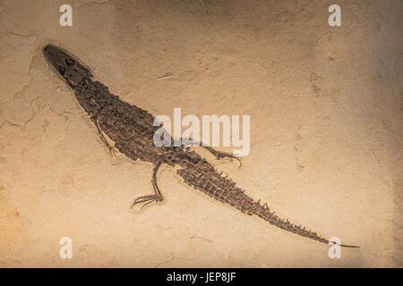 Caiman Fossil, by Bruce Montagne Stock Photo