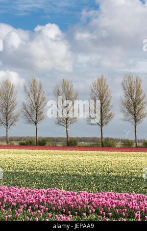 Dutch farmland with country road and colorful tulip fields Stock Photo