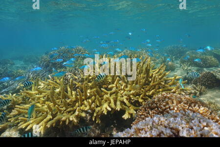 Shallow coral reef with a school of fish, mostly blue-green chromis, Chromis viridis, lagoon of Grand Terre island, New Caledonia, Pacific ocean Stock Photo