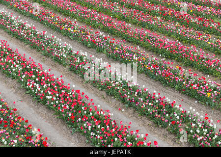 Dutch show garden with several lines of varicolored tulips Stock Photo