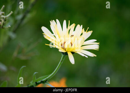 Yellow gerbera daisy with an entangled small spider. Stock Photo