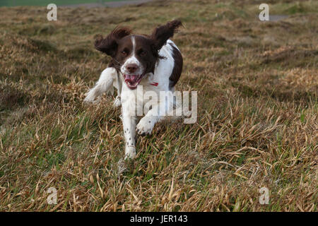 One brown and white English Springer Spaniel bounding towards the camera, ears flopping, tongue hanging out, excited to see someone on a grassy field. Stock Photo