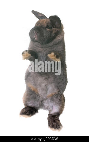 Dwarf lop-eared rabbit in front of white background Stock Photo