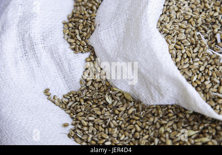 Detail of raw wheat in an esparto sack, detail of dry cereal Stock Photo