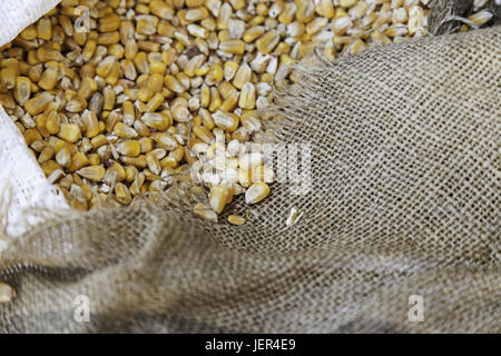 Detail of raw corn in an esparto sack, detail of dry cereal Stock Photo