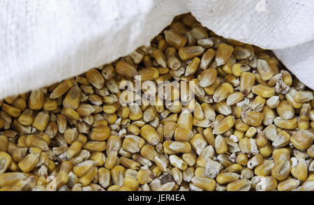 Detail of raw corn in an esparto sack, detail of dry cereal Stock Photo