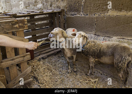 Feeding grass on a sheep, detail of animal feed Stock Photo