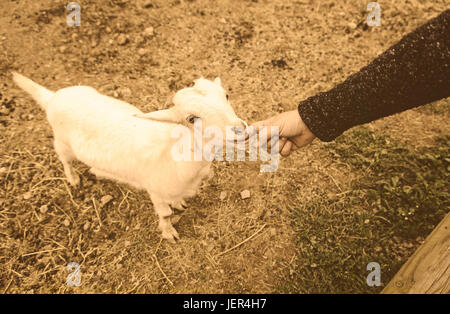 Fondling a goat on a farm, detail of a mammal, large producer Stock Photo